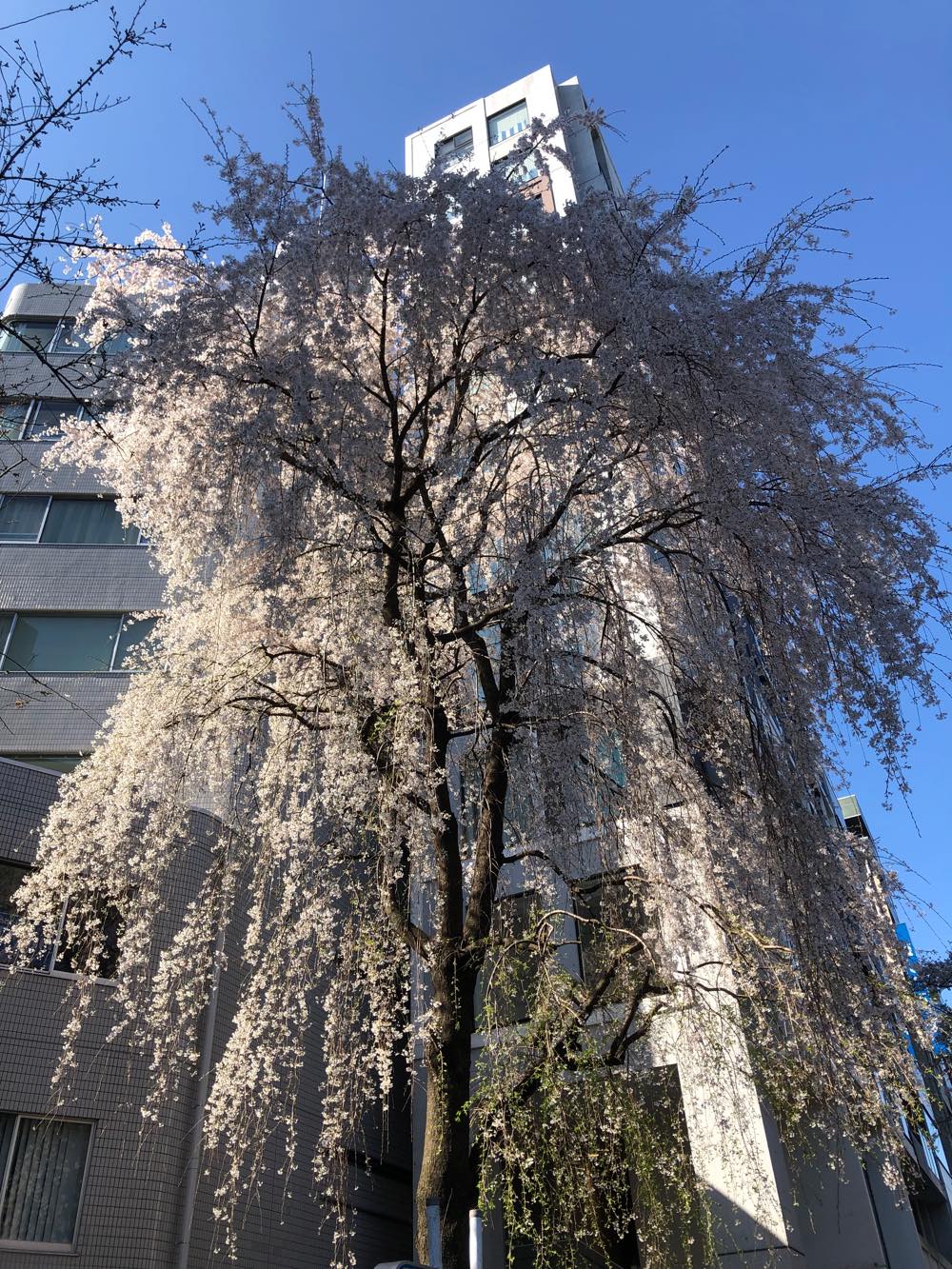 日本一の紅枝垂れ櫻、天然記念物「三春滝櫻」の子孫
