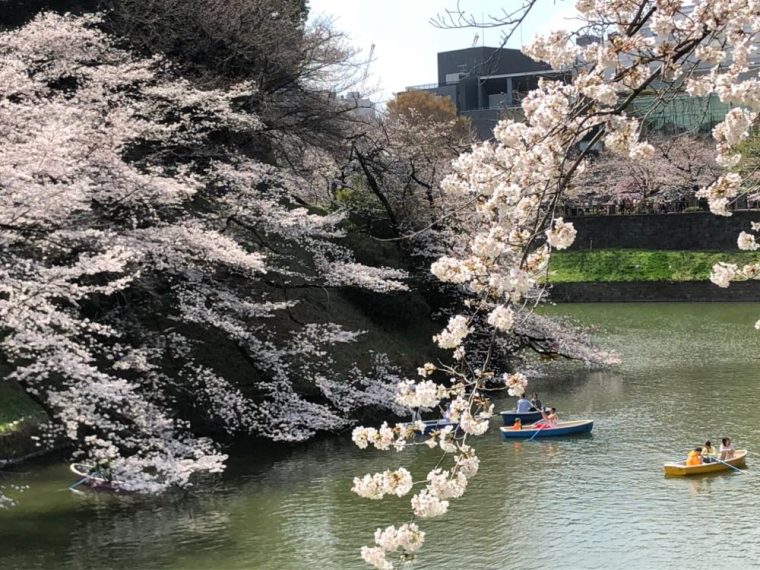 会社の周りの桜