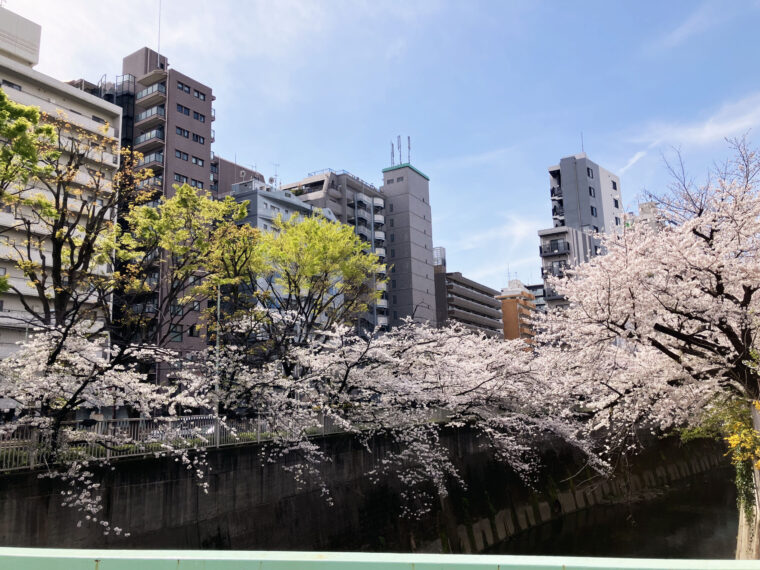 東京桜散歩